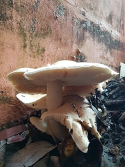 Macrocybe