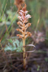Orobanche amethystea amethystea