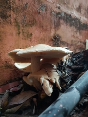 Macrocybe