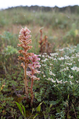 Orobanche amethystea amethystea