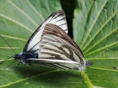 Pieris bryoniae