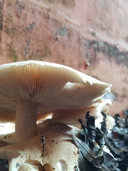 Macrocybe