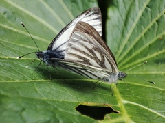 Pieris bryoniae