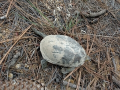 Kinosternon hirtipes