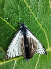 Pieris bryoniae