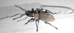Myllocerina