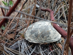 Kinosternon hirtipes