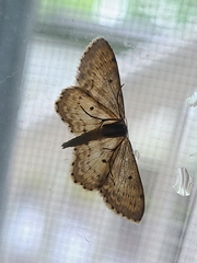 Idaea dimidiata