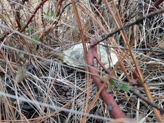 Kinosternon hirtipes