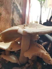 Macrocybe