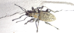 Myllocerina