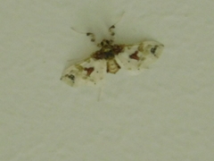 Leucinodes orbonalis