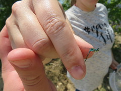 Enallagma exsulans