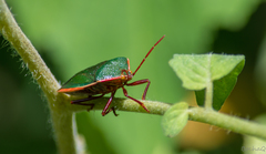 Edessa rufomarginata