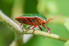 Edessa rufomarginata