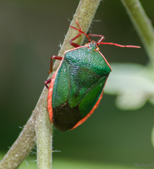 Edessa rufomarginata