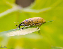 Acrotomopus microspilotus