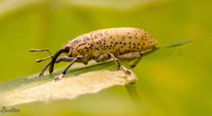 Acrotomopus microspilotus