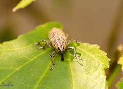 Acrotomopus microspilotus