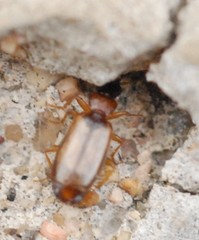 Philorhizus melanocephalus