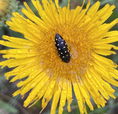 Acmaeodera octodecimguttata