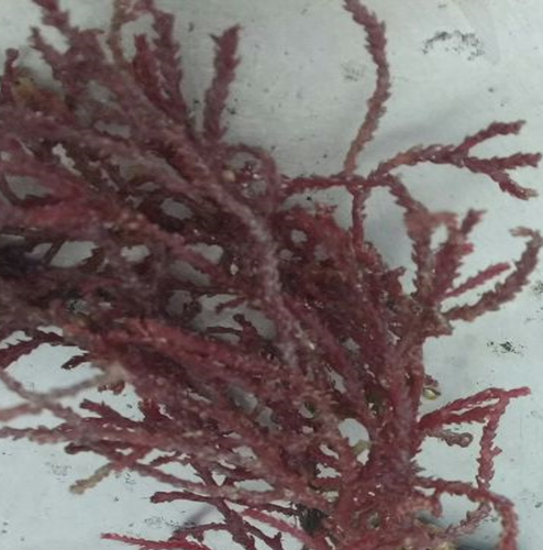 Representative image of Alsidium