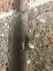 Dicerca divaricata