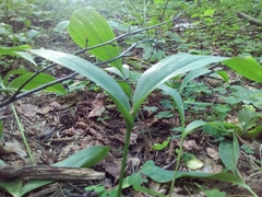Convallaria majalis