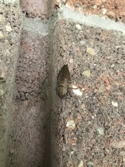 Dicerca divaricata