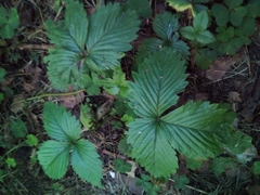 Fragaria vesca