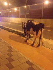 Bos taurus
