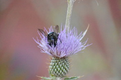 Xylocopa tabaniformis androleuca