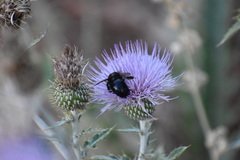 Xylocopa tabaniformis androleuca