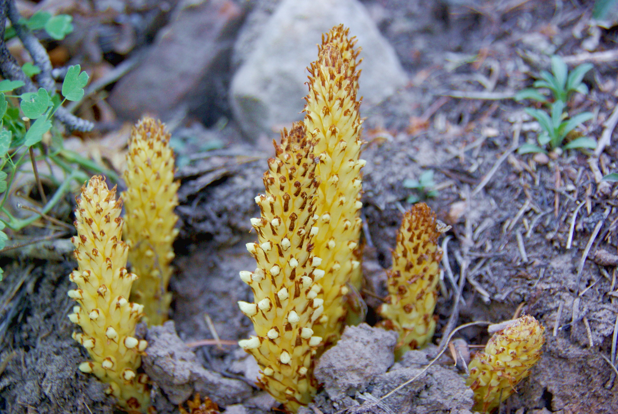 Conopholis alpina