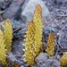 Conopholis alpina - Photo (c) Alan, μερικά δικαιώματα διατηρούνται (CC BY-NC)
