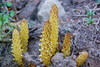 Alpine Cancer-Root - Photo (c) Alan, some rights reserved (CC BY-NC)