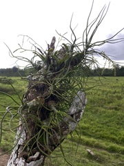 Tillandsia bulbosa