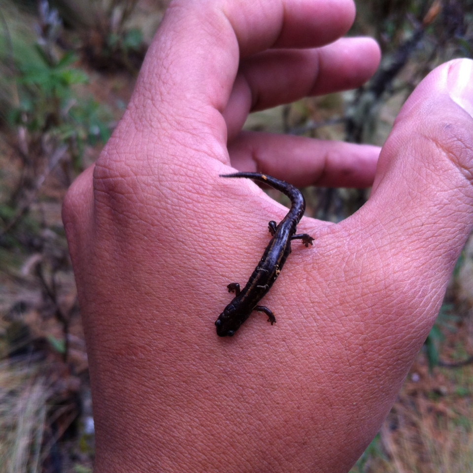 Ceron Family Salamander