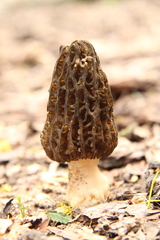 Morchella angusticeps