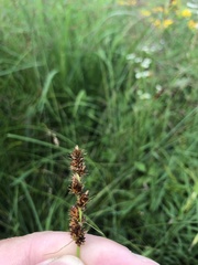 Heleoglochin