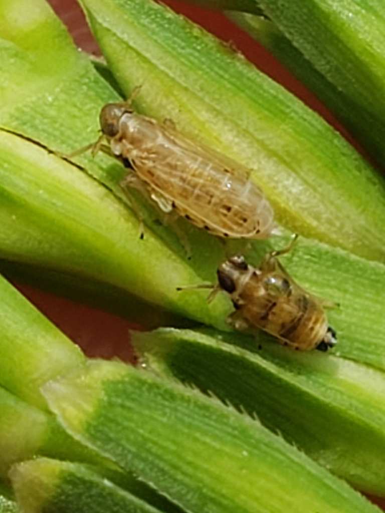 Delphacodes Shermani