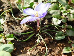 Syringodea longituba
