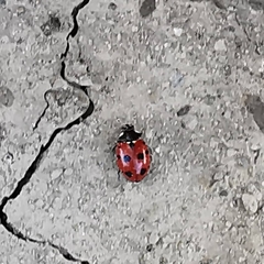 Coccinella