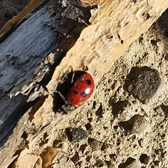 Coccinella