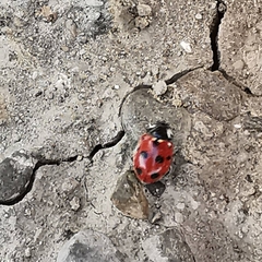 Coccinella