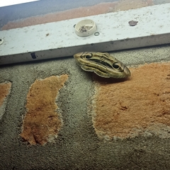 Spirama helicina
