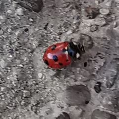 Coccinella