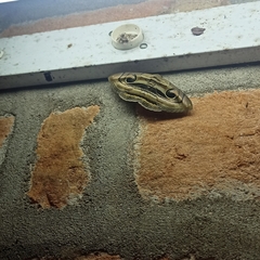 Spirama helicina