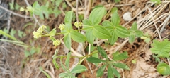Galium oreganum