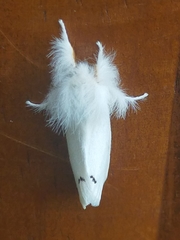 Euproctis chrysorrhoea